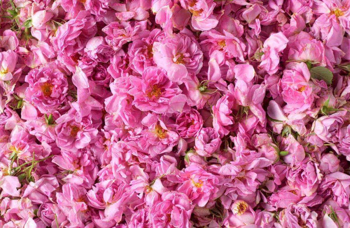 Natural Rose Water Benefits for Skin and Hair